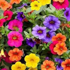 Mixed Calibrachoa Seeds – Heirloom, Non-GMO, Perfect for Borders