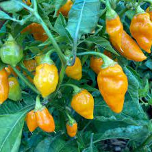 Vegetable Seeds,Garden seeds, Seeds For Planting,Plant Seeds