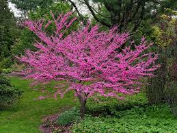 Pink Redbud Flowering Seeds for Planting – Drought Tolerant, Heirloom, Non-GMO Organic Garden Seeds