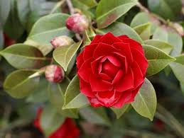Camellia Flower Seeds for Planting – Heirloom, Non-GMO, Bright Blooms Organic Garden Seeds