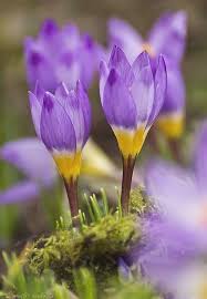 Violet Yellow Crocus Flower Seeds for Planting | Heirloom Non-GMO High Germination
