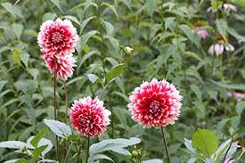 White Red Dahlia Flower Seeds for Planting – Low Maintenance, Heirloom, Non-GMO, High Germination