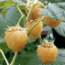 Fruit Seeds,Garden seeds, Seeds For Planting,Plant Seeds