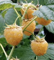 Fruit Seeds,Garden seeds, Seeds For Planting,Plant Seeds