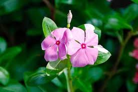 Pink Periwinkle Flower Seeds for Planting – Heirloom, Non-GMO, Organic Garden Seeds