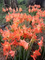 Orange Hippeastrum Rutilum Flower Seeds for Planting – Wildflower Mix, Heirloom, Non-GMO