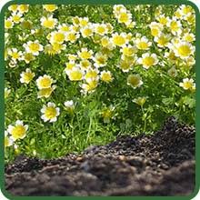 Heirloom Limnanthes Douglasii Flower Seeds – Non-GMO, High Germination Organic Garden Seeds