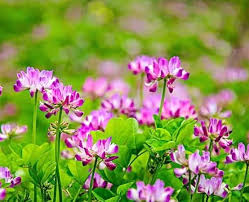 Astragalus Sinicus Flower Seeds for Planting – Vibrant Colors, Heirloom, Non-GMO, High Germination
