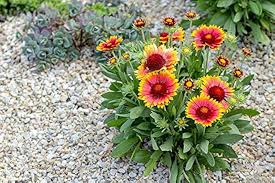 Heirloom Gaillardia Flower Seeds – Non-GMO, High Germination Organic Garden Seeds