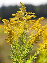 Yellow Solidago Flower Seeds for Planting – Heirloom, Non-GMO, High Germination Organic Garden Seeds