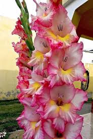 Pink Gladiolus Flower Seeds for Planting – Heirloom, Non-GMO, High Germination Organic Garden Seeds