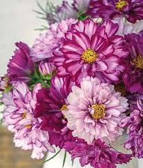 Cosmos Bicolor Flower Seeds for Planting – Heirloom, Non-GMO, Shade-Tolerant Organic Garden Seeds