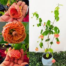 Tangerine Orange Abutilon Flower Seeds for Planting | Heirloom Non-GMO High Germination Organic Garden Seeds