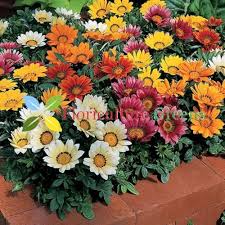 Gazania Flower Seeds – Heirloom Non-GMO Cut Flower Garden Seeds for Planting