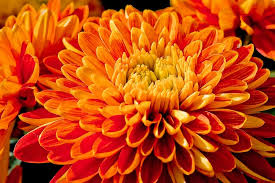 Chrysanthemum Orange Yellow Flower Seeds for Planting | Heirloom Non-GMO High Germination