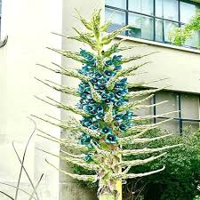 Puya Flower Seeds for Planting – Compact Growth, Heirloom Non-GMO High Germination Organic Garden Seeds