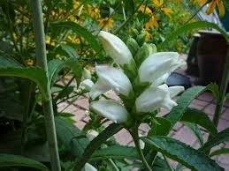 Chelone Glabra Flower Seeds for Planting – Heirloom, Non-GMO, High Germination Organic Garden Seeds