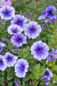Heirloom Petunia Bordeaux Flower Seeds for Planting – Non-GMO, Drought Tolerant Organic Garden Seeds