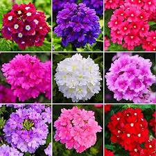 Heirloom Trailing Verbena Flower Seeds for Planting – Non-GMO, Seasonal Bloomer, High Germination