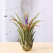 Tillandsia Ionantha Flower Seeds for Planting – Vibrant Colors, Heirloom, Non-GMO &amp; High Germination Seeds