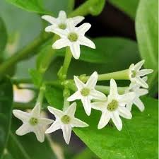 Queen of the Night (Cestrum nocturnum) Flower Seeds for Planting – Heirloom, Non-GMO, High Germination