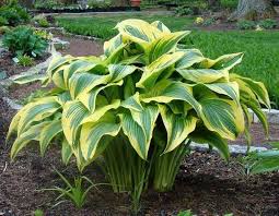 Heirloom Montana Hosta Flower Seeds for Planting – Wildflower Mix, Non-GMO, High Germination Organic Garden Seeds