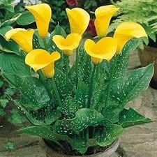 Yellow Calla Flower Seeds for Planting – Heirloom, Non-GMO, High Germination Organic Garden Seeds