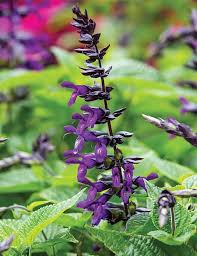 Purple Mint Seeds for Planting – Hardy Variety, Heirloom, Non-GMO Organic Garden Seeds