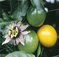 Passion Fruit seeds for planting - Heirloom & Non-GMO Garden seeds for exotic tropical fruit vines