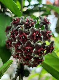 Purple White Hoya Flower Seeds for Planting – Bright Blooms, Heirloom &amp; Non-GMO, High Germination