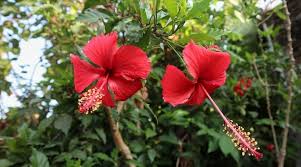 Red Hibiscus Flower Seeds for Planting – Vibrant Colors, Heirloom, Non-GMO, High Germination Organic Garden Seeds
