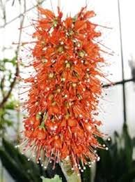 Greyia Sutherlandii Flower Seeds for Planting – Cut Flower Favorite, Heirloom, Non-GMO, High Germination