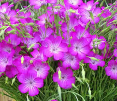 Agrostemma Ocean Pearl Flower Seeds for Planting – Garden Favorite, Heirloom, Non-GMO, High Germination