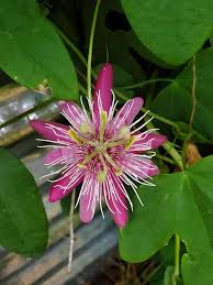 Passiflora Incarnata Flower Seeds for Planting - Pink, Heirloom & Non-GMO, High Germination Organic Garden Seeds
