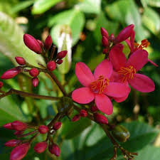 Jatropha Flower Seeds for Planting – Wildflower Mix Heirloom Non-GMO Organic Garden Seeds