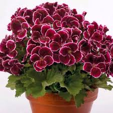 Burgundy Geranium Flower Seeds for Planting | Heirloom Non-GMO High Germination Organic Garden Seeds