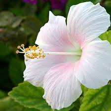 White Pink Hibiscus Flower Seeds for Planting – Heirloom, Non-GMO, Bright Blooms Organic Garden Seeds