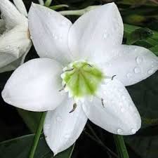 Lilium Longiflorum Flower Seeds – Heirloom, Non-GMO, Premium Quality Organic Garden Seeds for Planting