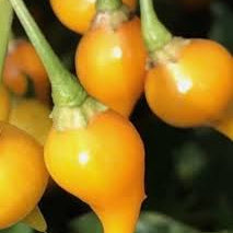 Vegetable Seeds,Garden seeds, Seeds For Planting,Plant Seeds