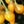 Vegetable Seeds,Garden seeds, Seeds For Planting,Plant Seeds