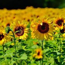 Sunflower Seeds for Planting Yellow – Heirloom, Non-GMO, High Germination Organic Garden Seeds