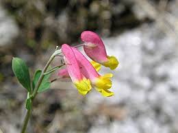 Corydalis Sempervirens Flower Seeds for Planting – Heirloom, Non-GMO, High Germination Organic Garden Seeds