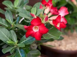 Red Adenium Obesum Flower Seeds – Heirloom, Non-GMO, High Germination Organic Garden Seeds
