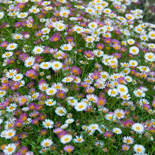 Erigeron Karvinskianus Flower Seeds for Planting – Heirloom Non-GMO High Germination Organic Garden Seeds
