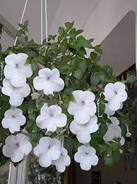 Heirloom Hanging Pansy Flower Seeds for Planting – Non-GMO, Fragrant Blossoms Organic Garden Seeds