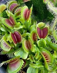Green Venus Fly Trap Flower Seeds for Planting | Heirloom Non-GMO High Germination