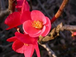 Heirloom Quince Chaenomeles Flower Seeds – Non-GMO, High Germination Organic Garden Seeds