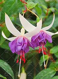 Fuchsia Flower Seeds for Planting – Hardy Variety, Heirloom & Non-GMO Seeds