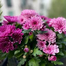 Chrysanthemum Flower Seeds for Planting – Fragrant Blossoms, Heirloom, Non-GMO, Organic Garden Seeds