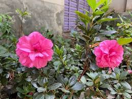 Pink Azalea Seeds for Planting – Sun Loving, Heirloom, Non-GMO Organic Garden Seeds